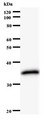 ORC6 / ORC6L Antibody - Western blot of immunized recombinant protein using ORC6L antibody.