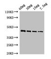OSM34 Antibody - Western Blot Positive WB detected in Recombinant protein All lanes: OSM34 antibody at 2µg/ml Secondary Goat polyclonal to rabbit IgG at 1/50000 dilution predicted band size: 44 kDa observed band size: 44 kDa