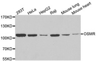 OSMR / IL-31R-Beta Antibody - Western blot analysis of extracts of various cell lines.