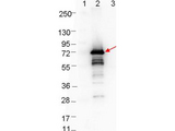 OspA Antibody - Western blot showing detection of 0.1 µg of recombinant OspA protein. Lane 1: Molecular weight markers. Lane 2: MBP-OspA fusion protein (arrow; expected MW: 70.5 kDa). Lane 3: MBP alone. Protein was run on a 4-20% gel, then transferred to 0.45 µm nitrocellulose. After blocking with 1% BSA-TTBS overnight at 4°C, primary antibody was used at 1:1000 at room temperature for 30 min. HRP-conjugated Goat-Anti-Rabbit secondary antibody was used at 1:40,000 in MB-070 blocking buffer and imaged on the VersaDoc MP 4000 imaging system (Bio-Rad).
