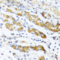 Osteoglycin / Mimecan Antibody - Immunohistochemistry of paraffin-embedded human stomach using OGN antibody at dilution of 1:100 (40x lens).