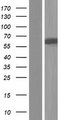 OTOP2 Protein - Western validation with an anti-DDK antibody * L: Control HEK293 lysate R: Over-expression lysate