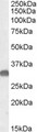 OTUB1 / OTU1 Antibody - Antibody (0.05 ug/ml) staining of Mouse Brain lysate (35 ug protein in RIPA buffer). Primary incubation was 1 hour. Detected by chemiluminescence