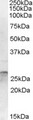OTUB2 Antibody - Antibody (1 ug/ml) staining of Human Cerebellum lysate (35 ug protein in RIPA buffer). Primary incubation was 1 hour. Detected by chemiluminescence