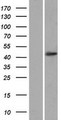 OTUD3 Protein - Western validation with an anti-DDK antibody * L: Control HEK293 lysate R: Over-expression lysate
