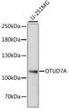 OTUD7A Antibody - Western blot analysis of extracts of U-251MG cells, using OTUD7A antibody at 1:1000 dilution. The secondary antibody used was an HRP Goat Anti-Rabbit IgG (H+L) at 1:10000 dilution. Lysates were loaded 25ug per lane and 3% nonfat dry milk in TBST was used for blocking. An ECL Kit was used for detection and the exposure time was 30s.