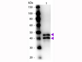 Ovalbumin Antibody - Western Blot of Rabbit anti-Ovalbumin Peroxidase Conjugated Antibody. Lane 1: Ovalbumin. Lane 2: None. Load: 50 ng per lane. Primary antibody: None. Secondary antibody: Peroxidase rabbit secondary antibody at 1:1,000 for 60 min at RT. Block: MB-070 for 30 min at RT. Predicted/Observed size: 45 kDa, 45 kDa for Ovalbumin. Other band(s): Ovalbumin splice variants and isoforms. This image was taken for the unconjugated form of this product. Other forms have not been tested.