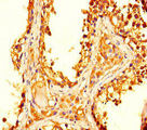 OVOL2 Antibody - Immunohistochemistry of paraffin-embedded human testis tissue at dilution of 1:100