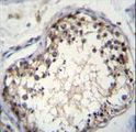 OVOS2 Antibody - OVOS Antibody immunohistochemistry of formalin-fixed and paraffin-embedded human testis tissue followed by peroxidase-conjugated secondary antibody and DAB staining.