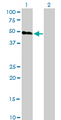 OX2R / Orexin Receptor 2 Antibody - Western Blot analysis of HCRTR2 expression in transfected 293T cell line by HCRTR2 monoclonal antibody (M01), clone 1E3.Lane 1: HCRTR2 transfected lysate(50.7 KDa).Lane 2: Non-transfected lysate.