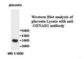 OXNAD1 Antibody