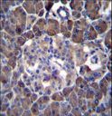 Antibody - MLM Antibody immunohistochemistry of formalin-fixed and paraffin-embedded human pancreas tissue followed by peroxidase-conjugated secondary antibody and DAB staining.