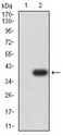 P2RY12 / P2Y12 Antibody - Western blot analysis using P2RY12 mAb against HEK293 (1) and P2RY12 (AA: extra mix)-hIgGFc transfected HEK293 (2) cell lysate.