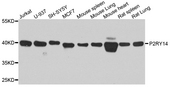 P2RY14 / GPR105 Antibody - Western blot analysis of extract of various cells.