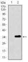 P2Y13 / P2RY13 Antibody - Western blot using P2RY13 monoclonal antibody against HEK293 (1) and P2RY13 (AA: 1–49)-hIgGFc transfected HEK293 (2) cell lysate.