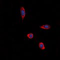 P2Y13 / P2RY13 Antibody - Immunofluorescent analysis of GPR86 staining in HeLa cells. Formalin-fixed cells were permeabilized with 0.1% Triton X-100 in TBS for 5-10 minutes and blocked with 3% BSA-PBS for 30 minutes at room temperature. Cells were probed with the primary antibody in 3% BSA-PBS and incubated overnight at 4 deg C in a humidified chamber. Cells were washed with PBST and incubated with a DyLight 594-conjugated secondary antibody (red) in PBS at room temperature in the dark. DAPI was used to stain the cell nuclei (blue).
