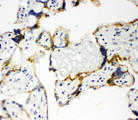 P450SCC / CYP11A1 Antibody - P450SCC / CYP11A1 antibody. IHC(F): Human Placenta Tissue.