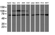 p58 / PSMD3 Antibody - Western blot of extracts (35 ug) from 9 different cell lines by using anti-PSMD3 monoclonal antibody (HepG2: human; HeLa: human; SVT2: mouse; A549: human; COS7: monkey; Jurkat: human; MDCK: canine; PC12: rat; MCF7: human).