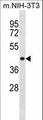 p66 / SHC Antibody - Mouse Shc1 Antibody western blot of mouse NIH-3T3 cell line lysates (35 ug/lane). The Mouse Shc1 antibody detected the Mouse Shc1 protein (arrow).