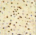 PA2G4 / EBP1 Antibody - EBP1 Antibody IHC of formalin-fixed and paraffin-embedded mouse brain tissue followed by peroxidase-conjugated secondary antibody and DAB staining.