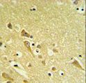 PAAF1 Antibody - PAAF1 Antibody IHC of formalin-fixed and paraffin-embedded human brain tissue followed by peroxidase-conjugated secondary antibody and DAB staining.