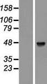 PABPC5 Protein - Western validation with an anti-DDK antibody * L: Control HEK293 lysate R: Over-expression lysate