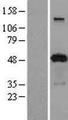 PACSIN3 Protein - Western validation with an anti-DDK antibody * L: Control HEK293 lysate R: Over-expression lysate
