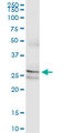 PAFAH1B2 Antibody - PAFAH1B2 monoclonal antibody (M01A), clone 2F4-1C10. Western Blot analysis of PAFAH1B2 expression in human kidney.