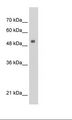 PAI-RBP1 / SERBP1 Antibody - HepG2 Cell Lysate.  This image was taken for the unconjugated form of this product. Other forms have not been tested.
