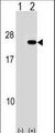 PAIP2 Antibody - Western blot of PAIP2 (arrow) using rabbit polyclonal PAIP2 Antibody. 293 cell lysates (2 ug/lane) either nontransfected (Lane 1) or transiently transfected (Lane 2) with the PAIP2 gene.