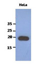 PAIP2 Antibody - Western Blot: The extracts of HeLa (40 ug) were resolved by SDS-PAGE, transferred to PVDF membrane and probed with anti-human PAIP2 antibody (1:1000). Proteins were visualized using a goat anti-mouse secondary antibody conjugated to HRP and an ECL detection system.