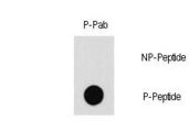PAK1 Antibody - Dot blot of Phospho-PAK1-T212 antibody on nitrocellulose membrane. 50ng of Phospho-peptide or Non Phospho-peptide per dot were adsorbed. Antibody working concentrations are 0.5ug per ml.