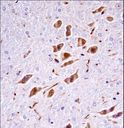 PAK3 Antibody - Mouse Pak3 Antibody immunohistochemistry of formalin-fixed and paraffin-embedded mouse brain tissue followed by peroxidase-conjugated secondary antibody and DAB staining.