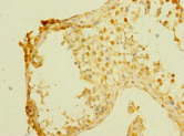 PALS2 / MPP6 Antibody - Immunohistochemistry of paraffin-embedded human testis tissue at dilution 1:100