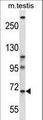 PAN3 Antibody - Mouse Pan3 Antibody western blot of mouse testis tissue lysates (35 ug/lane). The Pan3 antibody detected the Pan3 protein (arrow).