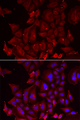 PANX1 / Pannexin 1 Antibody - Immunofluorescence analysis of U2OS cells.