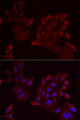 PANX1 / Pannexin 1 Antibody - Immunofluorescence analysis of MCF7 cells using PANX1 antibody. Blue: DAPI for nuclear staining.