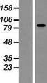 PAPOLA Protein - Western validation with an anti-DDK antibody * L: Control HEK293 lysate R: Over-expression lysate