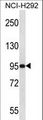 PAPOLG Antibody - PAPOLG Antibody western blot of NCI-H292 cell line lysates (35 ug/lane). The PAPOLG antibody detected the PAPOLG protein (arrow).