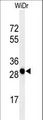 PAQR3 Antibody - Western blot of PAQR3 Antibody in WiDr cell line lysates (35 ug/lane). PAQR3 (arrow) was detected using the purified antibody.