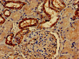 Paralemmin / PALM Antibody - Immunohistochemistry of paraffin-embedded human kidney tissue at dilution of 1:100