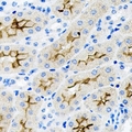 PARD6A / PAR6 Antibody - Immunohistochemical analysis of PAR6A staining in rat kidney formalin fixed paraffin embedded tissue section. The section was pre-treated using heat mediated antigen retrieval with sodium citrate buffer (pH 6.0). The section was then incubated with the antibody at room temperature and detected using an HRP conjugated compact polymer system. DAB was used as the chromogen. The section was then counterstained with hematoxylin and mounted with DPX.