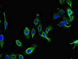 PARD6G Antibody - Immunofluorescent analysis of Hela cells using PARD6G Antibody at dilution of 1:100 and Alexa Fluor 488-congugated AffiniPure Goat Anti-Rabbit IgG(H+L)