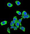 PARK7 / DJ-1 Antibody - Confocal immunofluorescence of DJ-1 Antibody with HeLa cell followed by Alexa Fluor 488-conjugated goat anti-rabbit lgG (green). DAPI was used to stain the cell nuclear (blue).