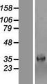 PARM1 Protein - Western validation with an anti-DDK antibody * L: Control HEK293 lysate R: Over-expression lysate