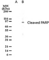 PARP1 Antibody - Detection of cleaved PARP in HL-60 cell lysates. Lane A. Untreated HL-60 cells. Lane B. HL-60 cells treated with camptothecin for 12 hrs.