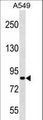 PASD1 Antibody - PASD1 Antibody western blot of A549 cell line lysates (35 ug/lane). The PASD1 antibody detected the PASD1 protein (arrow).