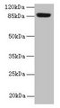 PASD1 Antibody - Western blot All lanes: PASD1 antibody at 4µg/ml + A549 whole cell lysate Secondary Goat polyclonal to rabbit IgG at 1/10000 dilution Predicted band size: 88, 73 kDa Observed band size: 88 kDa