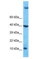 PATE4 Antibody - PATE4 antibody Western Blot of Jurkat. Antibody dilution: 1 ug/ml.  This image was taken for the unconjugated form of this product. Other forms have not been tested.