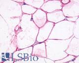 ADRB3 Antibody - Adipose tissue